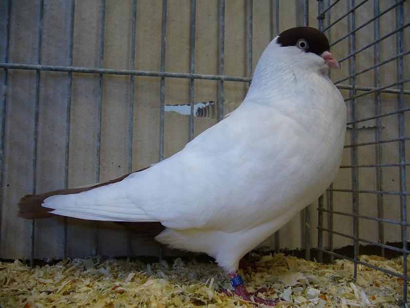 Ortsschau Langenberg 2008 235.jpg - Kalotten rot von Michael Millentrup Preis sg 93 Z